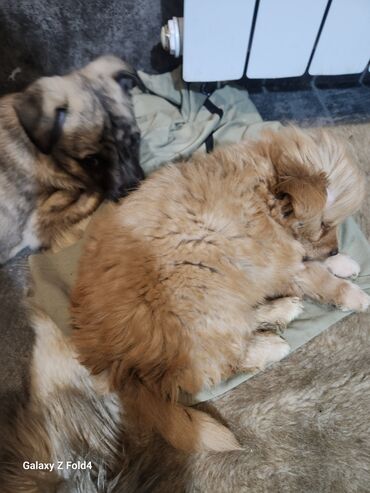 Продажа собак: Отдам в хорошие руки! Щенки метисов - Милые щенки с короткой густой — 11