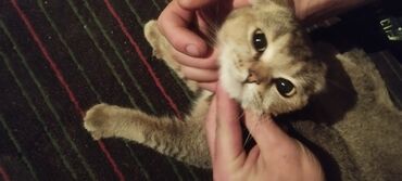 ориентальная кошка: Продаю кошку