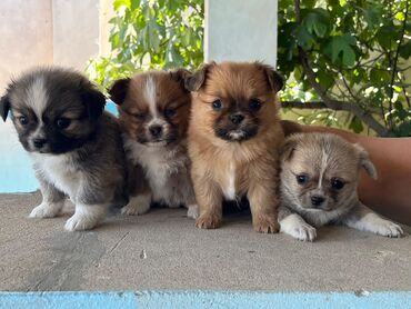 i̇t pudel: Pekines, 2 ay, Dişi, Ödənişli çatdırılma