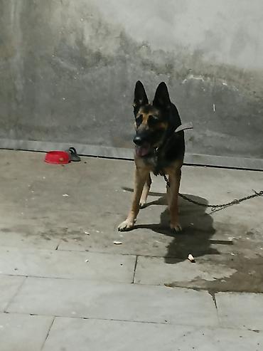 sibirski afcarka: Alman çoban iti, Peyvəndli — 2