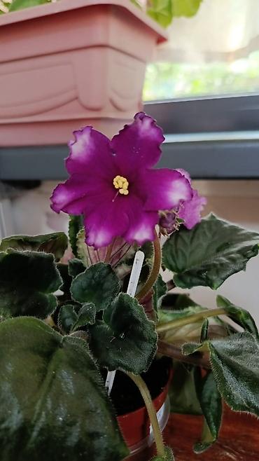 Фиалки и глоксинии: Сортовые фиалки С цветочками по 300с Без цветочков 250с Детки по 150с — 1