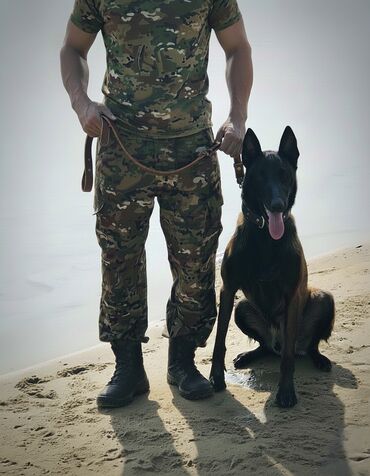 Вязка собак: Вязка: Бельгийская овчарка, Самец, 3 года, С прививкой, С родословной — 1