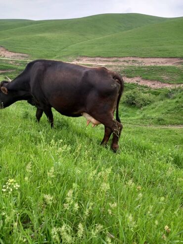 Коровы, быки: Продаю | Корова (самка) | Полукровка, Швицкая | Для молока
