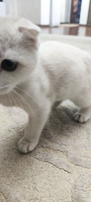 кошка бенгал: Продаем 4 месячную кошку шотландска веслоухая
