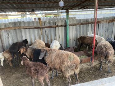 Бараны, овцы: Продаю | Овца (самка), Ягненок, Баран (самец) | Матка, Ягнившаяся