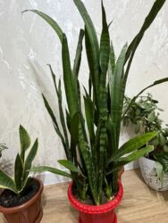 продаю дров: Звонить по этому номеру. Сансевиерия (Щучий хвост) в горшке