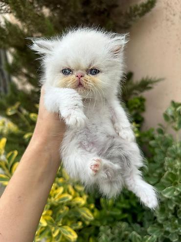 Pişiklər: Fars — 13