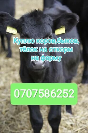 семис бука: Куплю | Коровы, быки, Лошади, кони | На откорм, Круглосуточно, Самовывоз