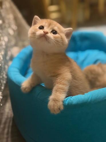 Pişiklər: Britan, Erkək, Dişi, Yaxşı əllərə, Rayonlara çatdırılma, Ünvandan götürmə, Pulsuz çatdırılma — 1