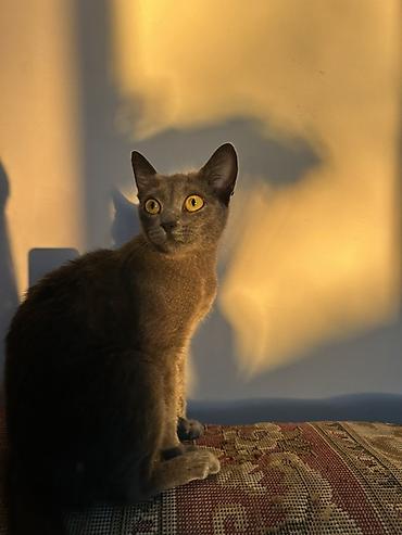 pişik yemi qiyməti: Rayonlara çatdırılma — 3
