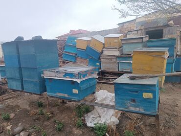 ana arı satışı 2023: 1mertebeli 30m 2mertebeli 50m teze di cürük qiriğ falan deyil GENCEDE