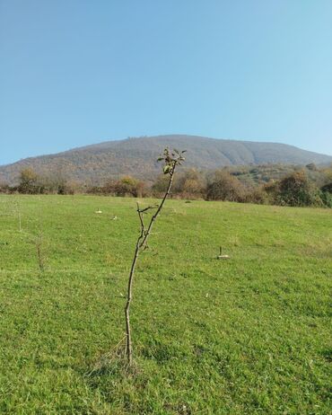 Torpaq sahələrinin satışı: 15 sot, Tikinti, Maklerlər narahat etməsin — 2