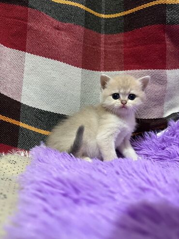 1 azn pişik: Şinşilla, Erkək, Dişi, Yaxşı əllərə, Ünvandan götürmə, Ödənişli çatdırılma, Rayonlara çatdırılma