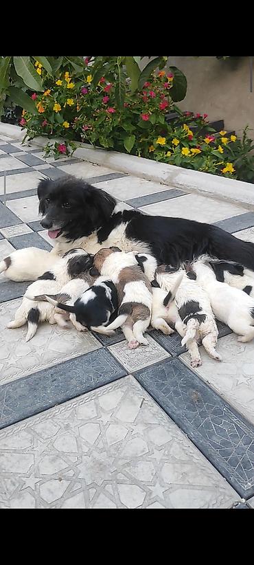 doberman itləri: Zvonok, 1 ay, Dişi, Ünvandan götürmə — 8