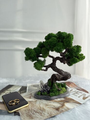 Декоративные цветы: В переводе с японского Бонсай означает «дерево, выращенное в блюде» at lalafo.kg — 57 Декоративные цветы: В переводе с японского Бонсай означает «дерево, выращенное в блюде» — 57