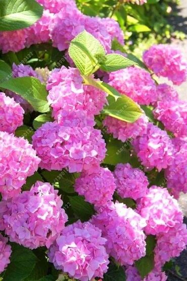 Semena i sadnice: Hortenzija seme
Cena:650din/5semenki — 6