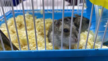 декларативный кролик: Карликовые джунгарские хомячки в комплекте с клеткой. Что включено: -