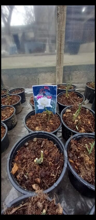 Tinglər: Məhsul: Gül kolları (gül tingləri) - Növlər və rənglər: - — 21