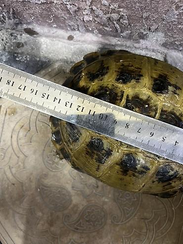 яицо черепахи: Наземная черепаха 🐢 
1 штук — 1