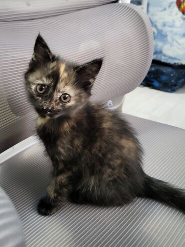 домик для кошки многоуровневый: Мышык бекер берилет: Породасыз, 1 айлык, Ургаачы, Лотокко барууга үйрөтүлгөн