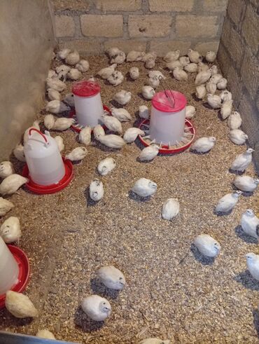 купить клетку для морской свинки: Bildirçin cücələri, Damazlıq, Pulsuz çatdırılma