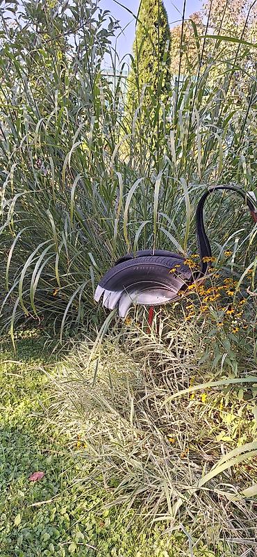 трава для декора: Мискантус зебровидный (Miscanthus sinensis ‘Zebrinus’) – декоративный — 4
