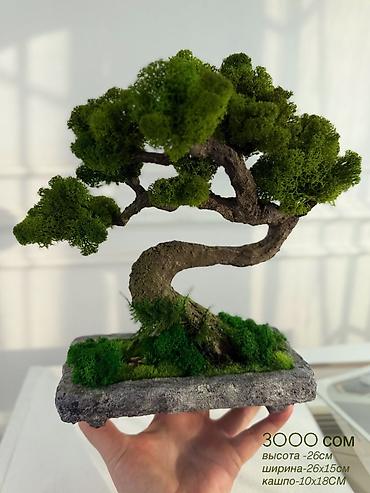 Декоративные цветы: Деревья-бонсай из натурального стабилизированного мха🌳 -это — 69