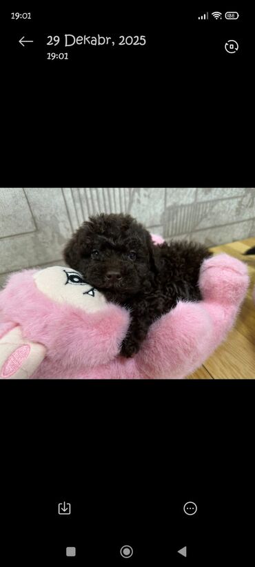 İtlər: Pudel, 2 ay, Erkek — 4