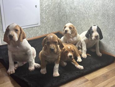 Продажа собак: Щенки Английского пойнтера (помёт из 5 малышей), возраст 50 дней, В at lalafo.kg — 4 Продажа собак: Щенки Английского пойнтера (помёт из 5 малышей), возраст 50 дней, В — 4
