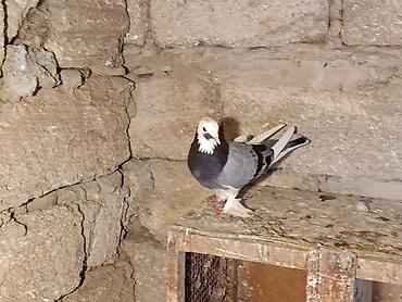 quşlar: 14 tuk maya 35 azn unvan Bakı — 2