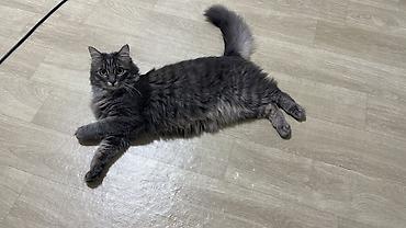 Отдам даром кошку: 1 год, Девочка, Приучена к лотку — 2