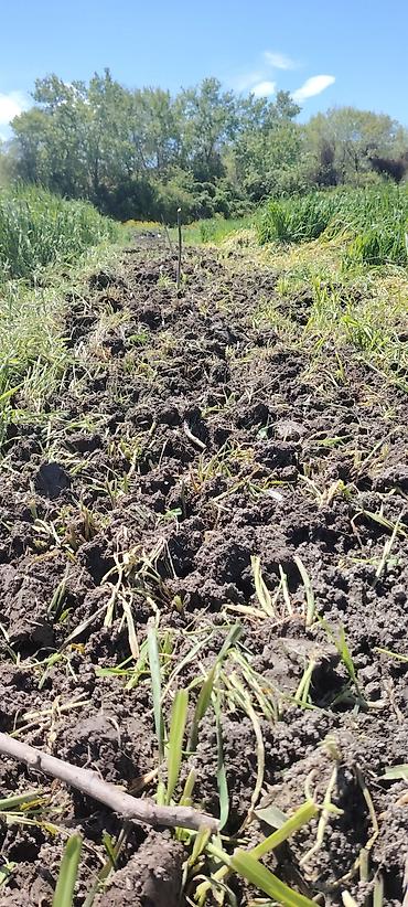 Ağaclar: Məhsul: Meyvə bağı (intensiv tipli) Təsvir: - Çoxillik meyvə ağacları — 8