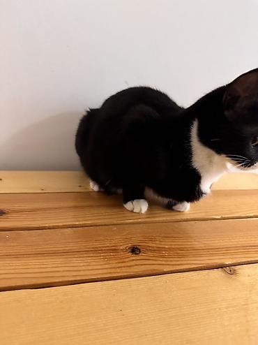 Pişiklər: Dişi, Yaxşı əllərə — 10