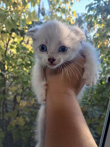 Шотландские вислоухие котята. мальчика белый и девочка серая к лодку at lalafo.kg Шотландские вислоухие котята. мальчика белый и девочка серая к лодку
