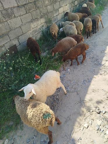 Mal-qara: Qoyun-quzu sürüsü Təsvir: 21 quzudu biri 185 - lalafo.az -da Mal-qara: Qoyun-quzu sürüsü Təsvir: 21 quzudu biri 185 -