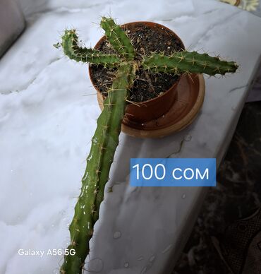 Кактусы: Продаю кактусы — 10