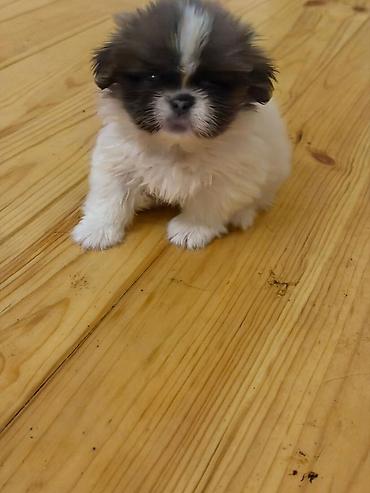 İtlər: Pekines, 2 ay, Peyvəndli, Ünvandan götürmə, Pulsuz çatdırılma, Ödənişli çatdırılma — 2