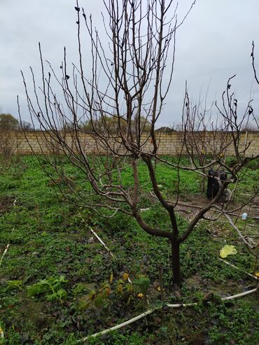 Torpaq sahələrinin satışı: 4 sot, Kupça (Çıxarış) — 2