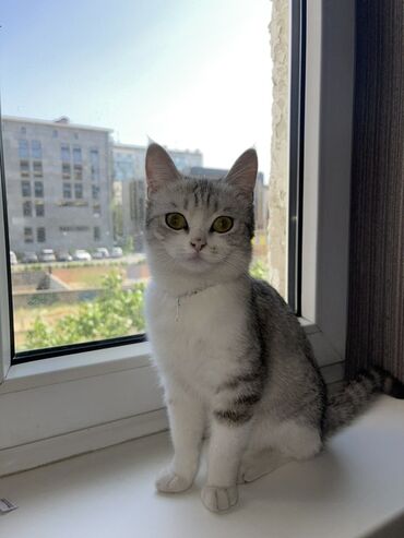 Отдам даром кошку: Кошка даром: Беспородная, 7 месяцев, Девочка, Приучена к лотку, С прививками
