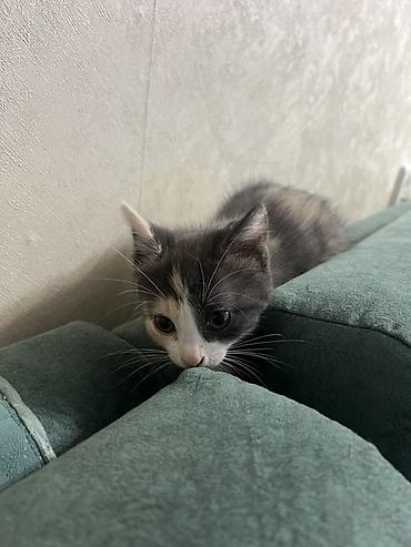 кошка: Котёнок 2 месяца, девочка, есть 1 прививка. ищем заботливую — 3