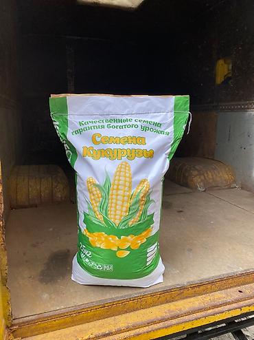 Зерновые культуры: Беде урук Бишкек оптом 🤝 — 9