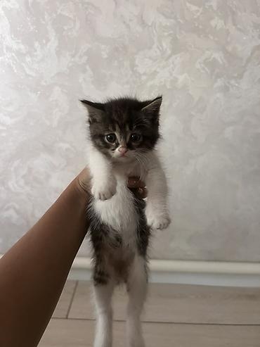 мейн кун кошки: - Подарите котятам счастливую жизнь в любящем доме! 🐱❤️ — 6
