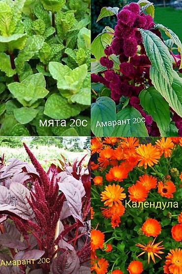 карышкыр фото: Продаю все цветы и растения, что на фото. Также комнатные цветы — 3