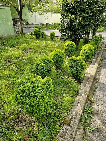 agac satisi baki: Buxus (şimşir) dekorativ kolları – formal heykəllər və canlı hasarlar — 5