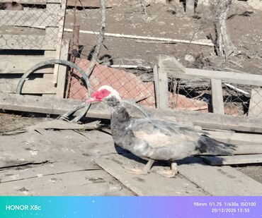 Ördəklər: Erkək, | Lal ördək, Ətlik, Ünvandan götürmə — 10