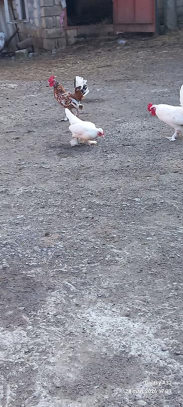 Toyuqlar: Toyuq, Damazlıq — 10