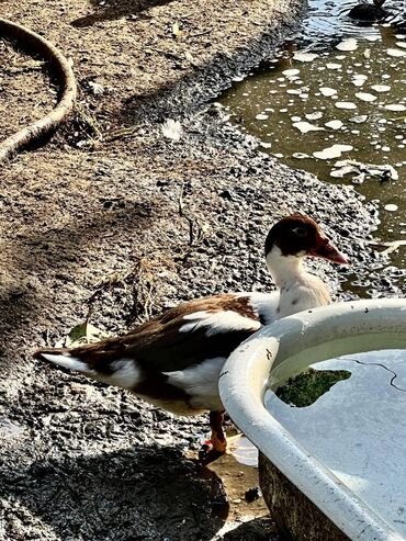 Qazlar: 🦆 🦢 ördək və qaz satılır! ✅ tam sağlam, ev şəraitində bəslənmiş — 8