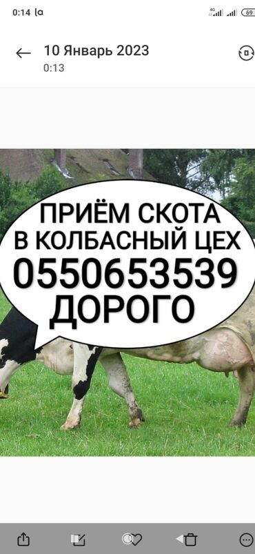 куплю корову в бишкеке: Куплю | Коровы, быки, Лошади, кони | Круглосуточно