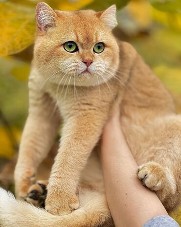 британская короткошерстная кошка цена: Британская короткошёрстная, 5 месяцев, Девочка, Золотая шиншилла, Приучена к лотку, Проглистована, С документами