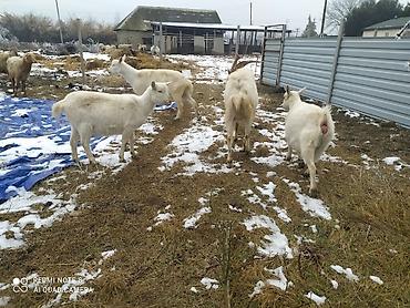 Keçilər, çəpişlər: Sistemləri Saanen keçiləri temiz saf qan keçiləri.iki dişi bir teke — 8